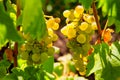 Grapes ready to harvest Royalty Free Stock Photo