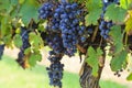 Grapes Ready to Harvest Hanging on a Grapevine Royalty Free Stock Photo