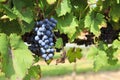Grapes Ready to Harvest Hanging on a Grapevine Royalty Free Stock Photo