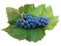 Grapes of red wine Blue Portugal on the wine leaf isolated object on white background Royalty Free Stock Photo