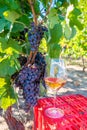 Grapes and red wine in glass in the vineyard. Harvesting season