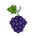 Grapes ripe bunch of blue berries illustration