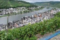 Grapes ripe for picking and river scene at Zell Mosel Royalty Free Stock Photo