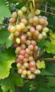 Grapes ripen on the branch of the bush