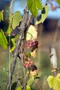 Grapes ripen on branch of the vine on hot summer day grape in brown wicker basket on wooden table Royalty Free Stock Photo