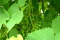 Grapes ripen in the garden Royalty Free Stock Photo