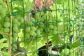 Grapes ripen in garden on special grid Royalty Free Stock Photo