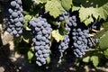 Grapes Ripening for Harvest Royalty Free Stock Photo