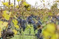 Grapes in a rowin a vineyard Royalty Free Stock Photo