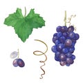 Grapes. A set of elements.