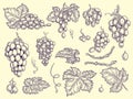 Grapes set. Vineyard collection wine grapes and leaves vector engraving graphic pictures for restaurant menu