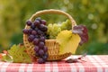 Grapes in small basket