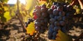 grapes in the sun vineyards, harvesting, bunch of grapes in the sun vineyards, harvest, horizontal photo. Generative AI