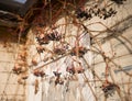 grapes sunlight wall old house autumn day Royalty Free Stock Photo