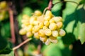 Grapes Thompson Seedless Royalty Free Stock Photo