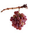 Grapes - traminer Royalty Free Stock Photo