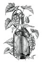 Grapes twing in wine bottle illustration black and white clip art,The concept of wine grapes banding