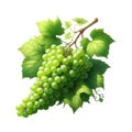 grapes vecror with leaf Royalty Free Stock Photo