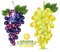 Grapes Vector realistic isolated bunch 3d detailed illustrations Royalty Free Stock Photo