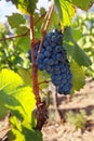 Grapes on the vine