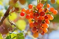 Grapes on Vine Royalty Free Stock Photo