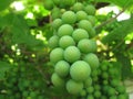 Grapes