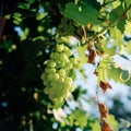 Grapes on vine, Crete, Greece Royalty Free Stock Photo