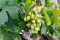 Grapes on vine, Crete, Greece Royalty Free Stock Photo