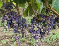 Grapes on the vine Royalty Free Stock Photo