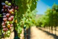 Grapes on A Vine Royalty Free Stock Photo