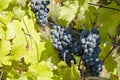 Grapes on vine in a german vineyard Royalty Free Stock Photo