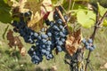 Grapes on vine in a german vineyard Royalty Free Stock Photo