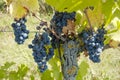 Grapes on vine in a german vineyard Royalty Free Stock Photo