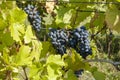 Grapes on vine in a german vineyard Royalty Free Stock Photo
