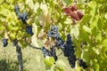 Grapes on vine in a german vineyard Royalty Free Stock Photo