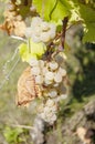 Grapes on vine in a german vineyard Royalty Free Stock Photo