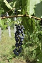 Grapes on vine waiting to be harvested