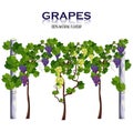 Grapes vine isolated on white Vector. Growing harvests