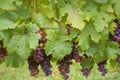 Grapes on the Vine Royalty Free Stock Photo