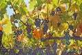 Grapes on the vine in the Napa Valley of California Royalty Free Stock Photo