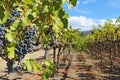 Grapes on the vine in the Napa Valley of California Royalty Free Stock Photo