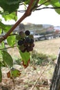 Grapes on a vine with Russian 1960`s jet fighters behind at Chateau de Savigny near Beaune in Burgundy, France