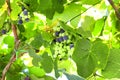 Grapes on vine Royalty Free Stock Photo