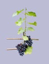 Grapes on vine stock Royalty Free Stock Photo