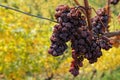 Grapes on the vine stocks in Alscae vineyards Royalty Free Stock Photo