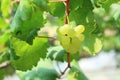 Grapes on vine sunset time Royalty Free Stock Photo