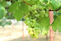 Grapes on vine sunset time Royalty Free Stock Photo