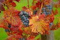 Grapes on vine, Tuscany, Italy Royalty Free Stock Photo