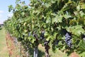 Grapes on the vine in vineyard row at a winery in Arizona