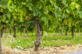 Grapes vines vineyard Bordeaux France